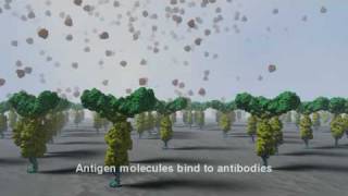 Farfield Immunoglobulin G IgG protein binding [upl. by Ymerrej]