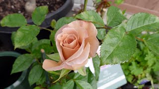 April Garden Update being a Flower Hunter Planting Amazing Grey Poppies and Garden Cleanup [upl. by Maidie]