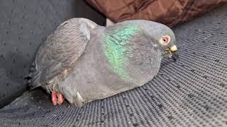 Poisioned pigeon is dying in pain [upl. by Caputo]