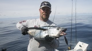 Oregon Coast Albacore Fishing With Live Bait amp Iron [upl. by Eilesor]