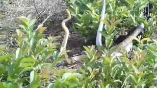 Amazing Snake Mating Know More About Snake Reproduction [upl. by Idarb]