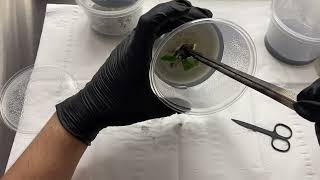 Experimenting with oak tree plant tissue culture [upl. by Meggy905]