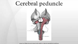 Cerebral peduncle [upl. by Alegre349]