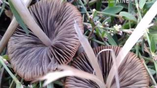 Identification of Psathyrella species is not easy and generally requires microscope work [upl. by Denison]