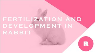 Fertilization and development in rabbits Chapter14 Reproduction  Class10 [upl. by Karena]