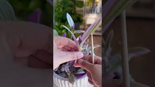 Tradescantia Nanouk plants propagation garden indoorplants plantcare gardening plantas plant [upl. by Ayahs]