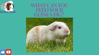 What can you feed your guinea pigs [upl. by Airtemed]