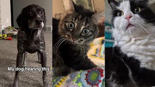 Theyre eating the dogs theyre eating the cats TikTok meme compilation [upl. by Innattirb556]