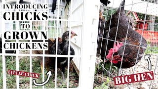 HOW TO INTEGRATE CHICKS WITH OLDER HENS  Introducing Baby Chickens To Grown Flock  Prevent Drama [upl. by Gurias468]