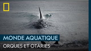 Des jeunes otaries traquées par des orques [upl. by Kalfas]