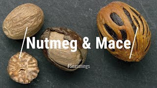 NUTMEG amp MACE What Are They How Are They Related Everything You Need To Know About NUTMEG amp MACE [upl. by Eyahsal]