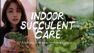 3 Tips for Indoor Succulent Care  Houseplants  Indoor Garden [upl. by Anan]