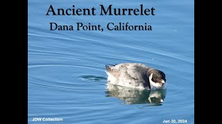 Ancient Murrelet at Dana Point California [upl. by Okiam736]