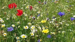 Cornflower Meadow Tour [upl. by Labannah]