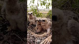 A Nest of Predators BlackWinged Kite Babies Revealed [upl. by Noryahs970]