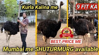 100Kg sutar Mukh Mumbai Kalina mein available all India delivery [upl. by Konikow]