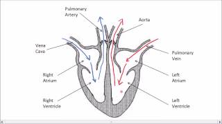 The Heart  GCSE Science  Biology  Get To Know Science [upl. by Horten]