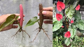 How to propagate Anthurium scherzerianum from stamens [upl. by Ecyla]