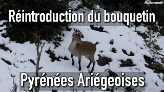 Réintroduction de bouquetins dans les Pyrénées Ariégeoises [upl. by Odradlig]