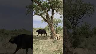 Buffalo versus lion smart lione [upl. by Toille]