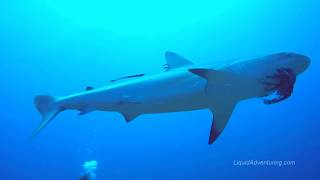 Feeding lionfish to sharks [upl. by Rist719]