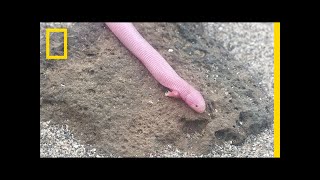 Bizarre Legless Lizard Has TRex Arms  National Geographic [upl. by Anelrahc]