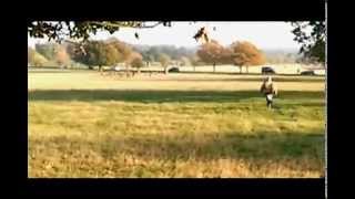 Fenton the dog chasing deer on news [upl. by Zebaj]