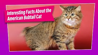 American Bobtail Cat  How Good is this Breed [upl. by Milson578]