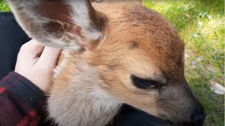 Baby Deer wont leave me alone [upl. by Euv]