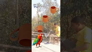 Rounding cups to Duck Peacock Pigeon amp Parrot  Birds names magic video [upl. by Hylton]