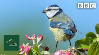 Our spring wildlife webcams live 🐤🦊🐿  Wed 10 June  Springwatch  BBC [upl. by Yblehs]