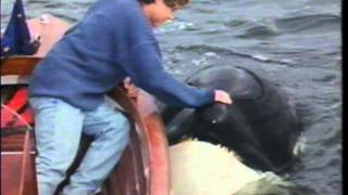 Free Willy 2  The Adventure Home  VHS Commercial  1995 [upl. by Maddi]