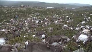 More Than 300 Reindeer Are Killed By Single Lightning Strike [upl. by Naira]