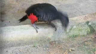 Pesquets Parrot eating soil geophagy [upl. by Ahsilad]