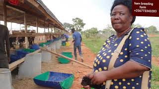 cattle feedlot establishment in uganda by hamiisi semanda 256773343283 [upl. by Isied798]