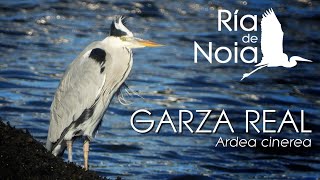 Garza real Ardea cinerea en distintos puntos de la ensenada de Noia Ría de Noia [upl. by Einavoj]