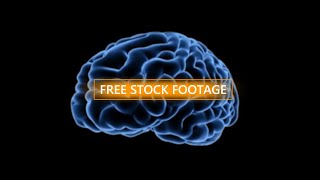 Brain free stock footage  360 Degree View [upl. by Pinette]