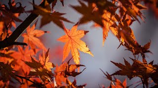 Rumori dell’Autunno Suono delle Foglie Atmosfera Autunnale Rilassante Dormire nella Natura Relax [upl. by Choong]