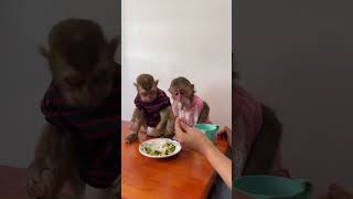 How smart baby taking foods together [upl. by Airotal204]