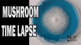 Like Mycelium through the Agar These are the strains of our lives Mushrooms growing time lapse [upl. by Wendelina]