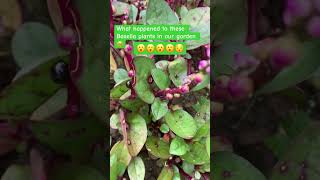 Basella plants bearing only fruits the whole times 😯😯😯😯 youtubeshorts gardening vegetables [upl. by Adore815]