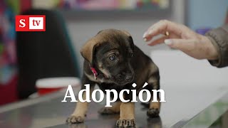 Jornada de adopción de perros en Bogotá [upl. by Toby]