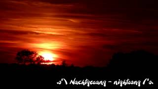 Nachtgesang  nightsong [upl. by Sicular]