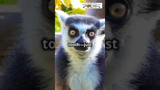 PRIMATES have a unique way of communicating with their scent LemurFact WildlifeWonder AnimalLover [upl. by Nevad]