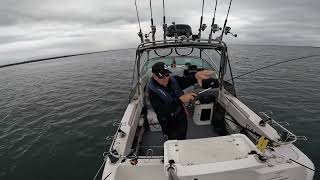 How to catch westernport squid [upl. by Raddy457]