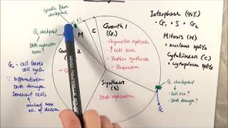 AS Biology  Cell cycle OCR A Chapter 61 [upl. by Eimmelc]