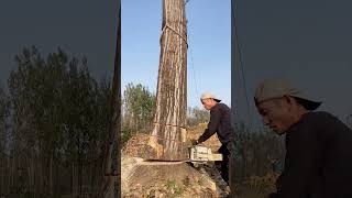 Wood poplar logging process Good tools and machinery make work easy [upl. by Alhan634]