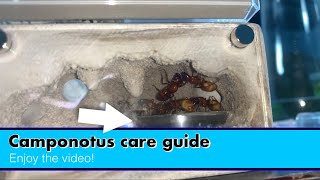 Camponotus care guide How to keep Camponotus ants as pets [upl. by Hoag]