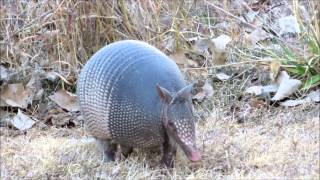 Armadillos on the run [upl. by Rebliw695]