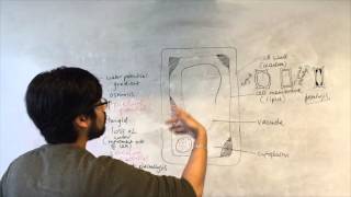 Plant cells and water movement by osmosis [upl. by Lipscomb]